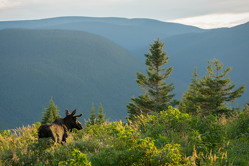 tour gaspesie 5 jours